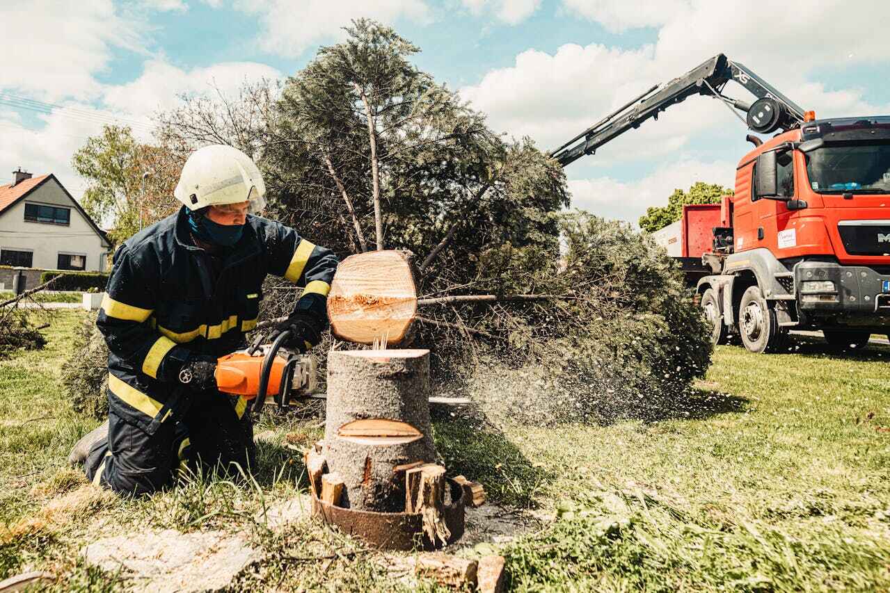 Best Large Tree Removal  in Caseyvle, IL